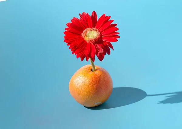 Egy Narancssárga Grapefruitból Növő Élénk Vörös Gerbera Virág Minimális Egészséges Stock Kép