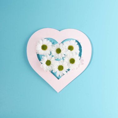 Beautiful white daisies in a heart shaped pastel pink frame on a pastel blue background. Minimal creative spring or wedding concept.