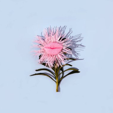 Pastel pembe bir kasımpatı. Çiçek açmış. Yaprakların üzerinde pembe dudaklar var. Komik etobur yaz bitkisi konsepti. Gerçeküstü yaratıcı çiçek tasarımı.