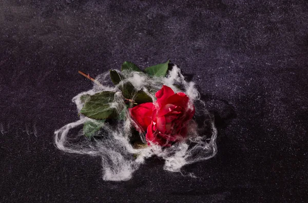 A beautiful red rose covered with spider web, lying on a dark background. Halloween spooky love concept. End of romance or break up artistic design.