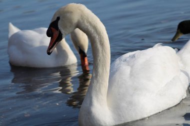 Kuğular gölün derinliklerinde eğleniyor.