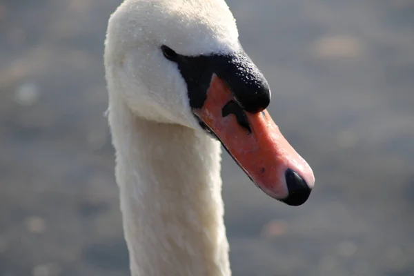 Schwäne Cygnus Genießen Tiefen Seewasser — Stockfoto