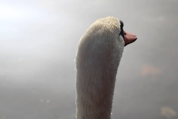 Svanar Cygnus Njuter Djupt Insjövatten — Stockfoto