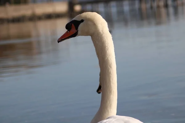 Hattyúk Cygnus Élvezi Mély Víz — Stock Fotó