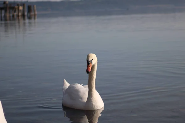 Labutě Cygnus Těší Hluboké Vodě Jezera — Stock fotografie