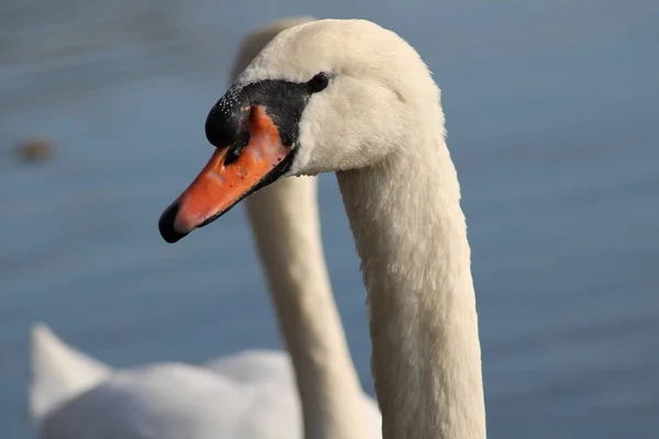 Schwäne Cygnus Genießen Tiefen Seewasser — Stockfoto