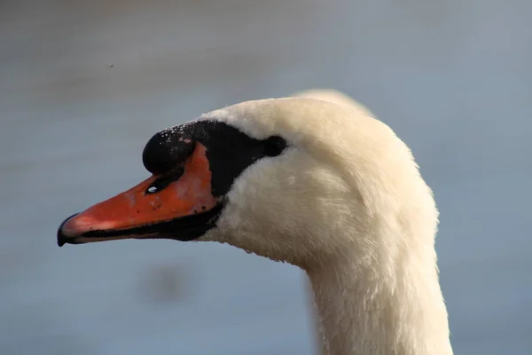 Cygnes Cygnus Profiter Dans Eau Profonde Lac — Photo