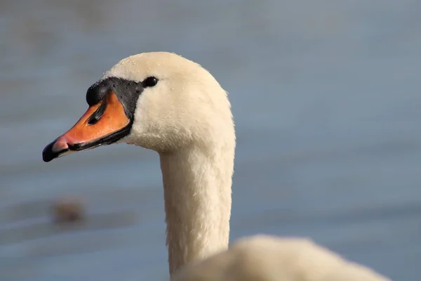 Schwäne Cygnus Genießen Tiefen Seewasser — Stockfoto