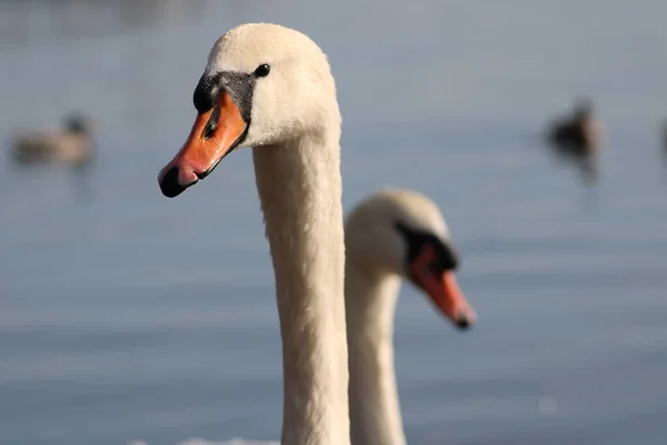 Close View Beak Two Swans — стоковое фото