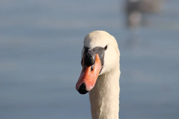 Close View Beak Two Swans — стоковое фото