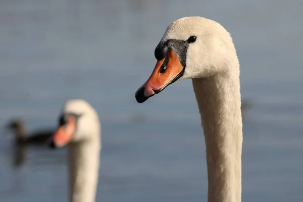 Close View Beak Two Swans — стоковое фото