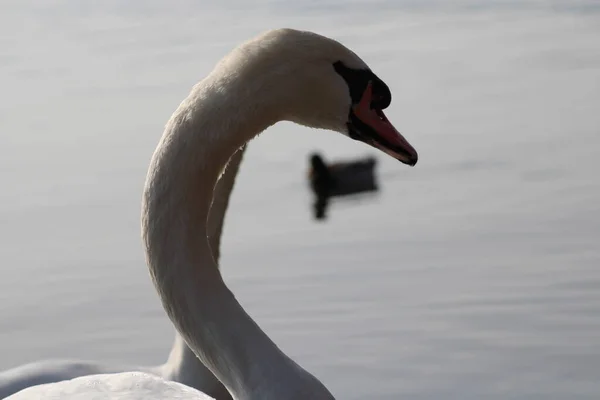 close view of beak of two swans