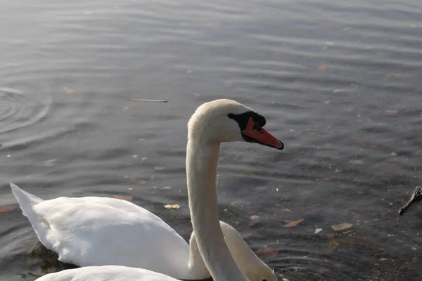 Schwäne Cygnus Genießen Tiefen Seewasser — Stockfoto