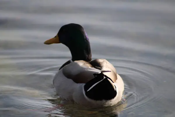 Gyönyörű Kacsák Úsznak Vízben — Stock Fotó