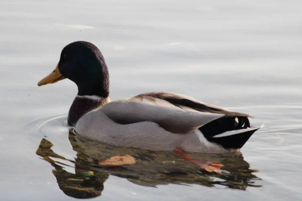 Gyönyörű Kacsák Úsznak Vízben — Stock Fotó