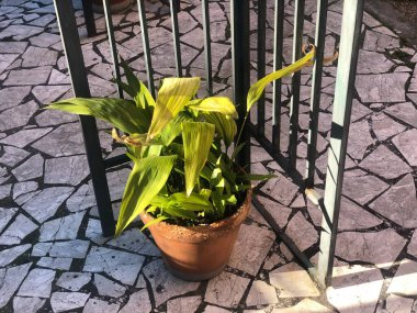 Duvar manzaralı saksı bitkileri