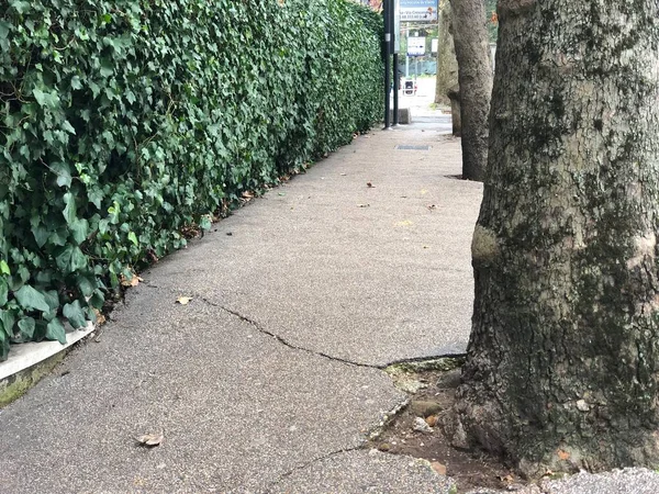 街路樹や道路を歩く — ストック写真