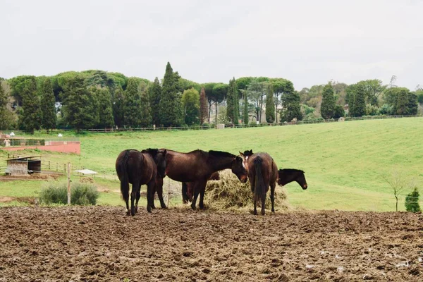 牧草地で馬の群れが — ストック写真