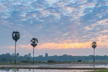 Tayland 'daki kırsal atmosfer, güneşin doğduğu pirinç tarlaları ve güzel gökyüzü, Tayland' da çeşitli medya reklamlarında kullanıma elverişli.
