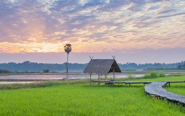 Tayland 'daki kırsal atmosfer, güneşin doğduğu pirinç tarlaları ve güzel gökyüzü, Tayland' da çeşitli medya reklamlarında kullanıma elverişli.