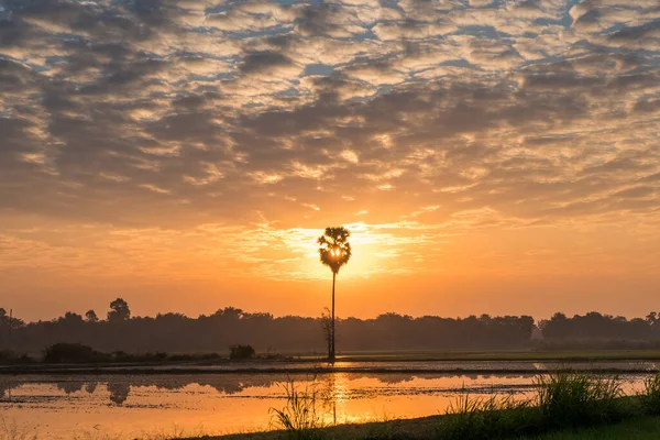 泰国的乡村氛围 早上的稻田带着日出和美丽的天空 适合在泰国旅游的各种媒体广告中使用 — 图库照片