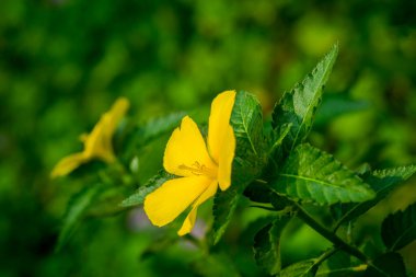 Güzel çiçek resimleri ve renkler doğada göze çarpar..