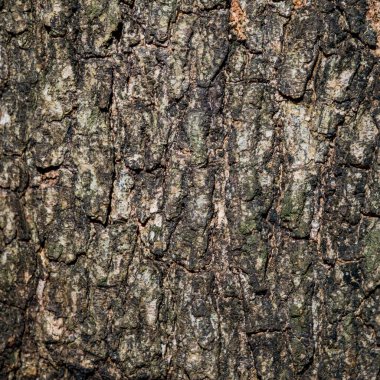 Soyut arkaplan, doğadan gelen soğuk koyu renk, grafik tasarımı için uygun bir bileşen veya metin için serin bir arkaplan.