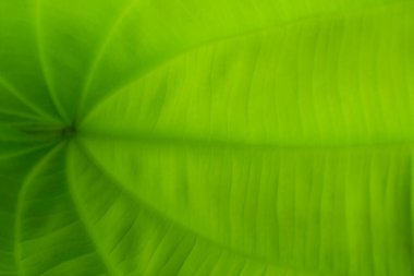 arkaplan yeşil doğal renk, doğa ve canlandırıcı grafikler için uygun ferahlatıcı bir ruh hali verir.