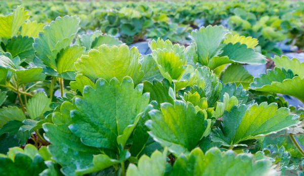 The bright green strawberry leaves are beautiful and fresh, suitable for use as information about the strawberry plant or as a background in Graphic about nature.