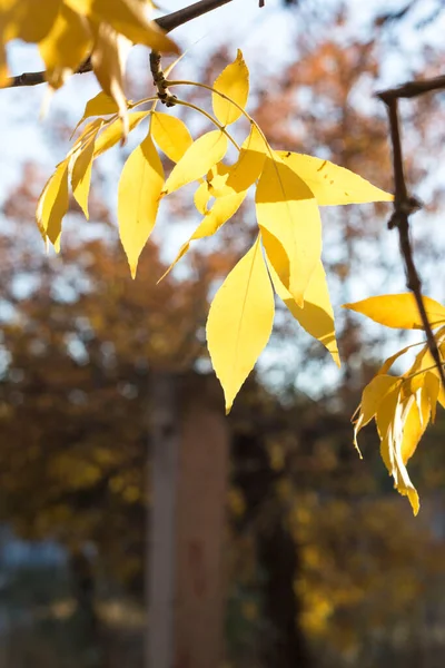 Autumn Leaves Tree — Stock Photo, Image