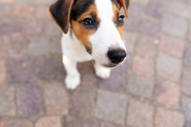 Ön planda küçük şirin bir Jack Russell köpeği.