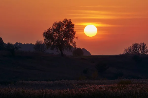 Coucher Soleil Sur Arbre Sur Terrain — Photo