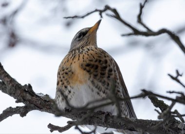 Rowan ağacındaki ardıç kuşu