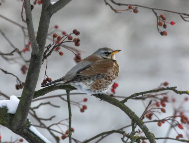 Rowan ağacındaki ardıç kuşu