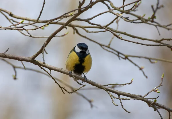 The tit on the branch