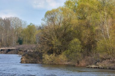 Desna nehrinin üzerindeki ağaç.