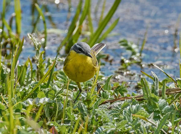 Çimlerin üzerindeki su sıçraması