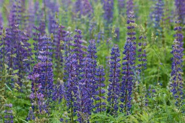 Sahadaki lupin