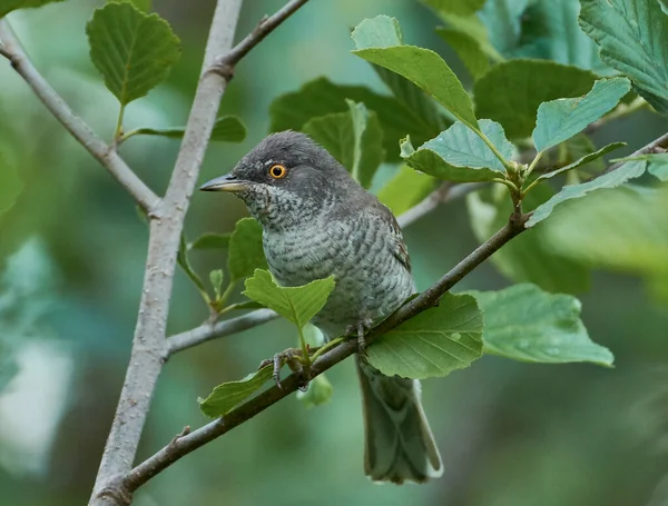 Havik Warbler Tak — Stockfoto