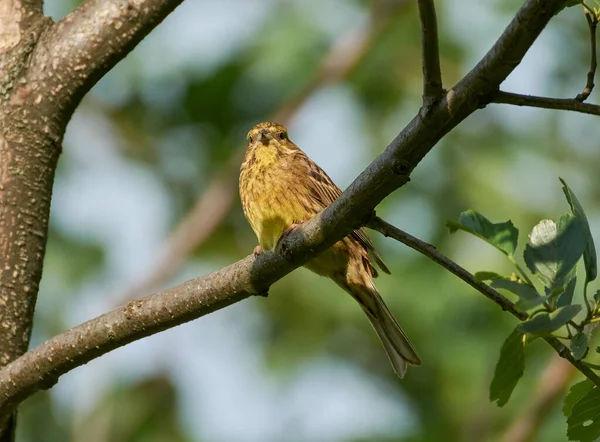 Marteau Jaune Sur Branche — Photo