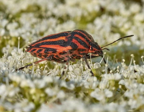 Bir çiçeğin üzerindeki pis böcek.