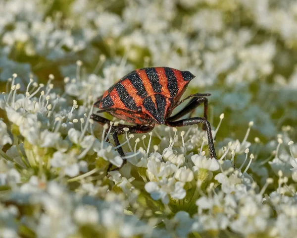 Bir çiçeğin üzerindeki pis böcek.