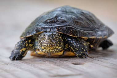 Kayadaki kaplumbağa.