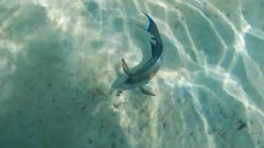 Cerrah balığı en altta yüzer.