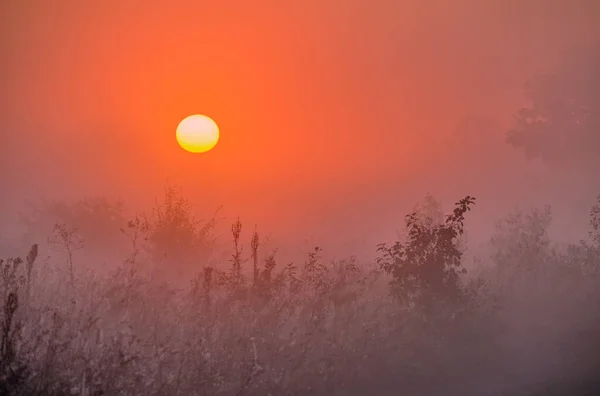 Nebliger Morgen Über Dem Feld — Stockfoto