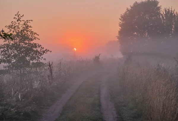 Туманное Утро Над Полем — стоковое фото