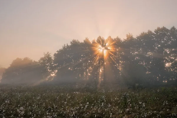 Manhã Nebulosa Sobre Campo — Fotografia de Stock