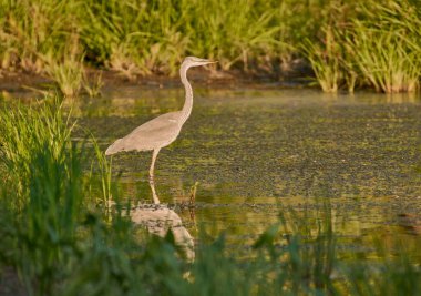 Büyük mavi balıkçıl bataklıkta
