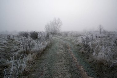 Sisin içinde buzlu buzlar..