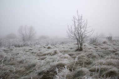 Sisin içinde buzlu buzlar..